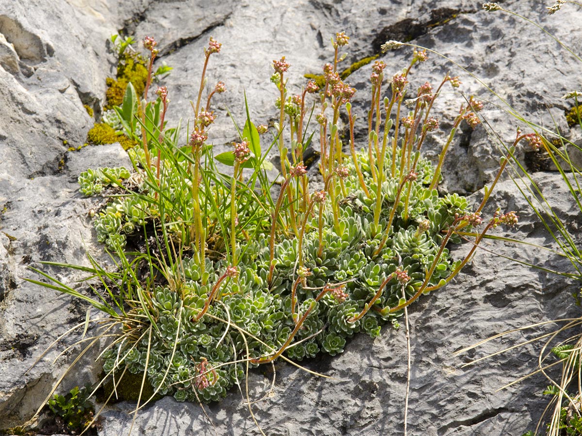 Saxifraga paniculata